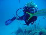 saracuba 288 